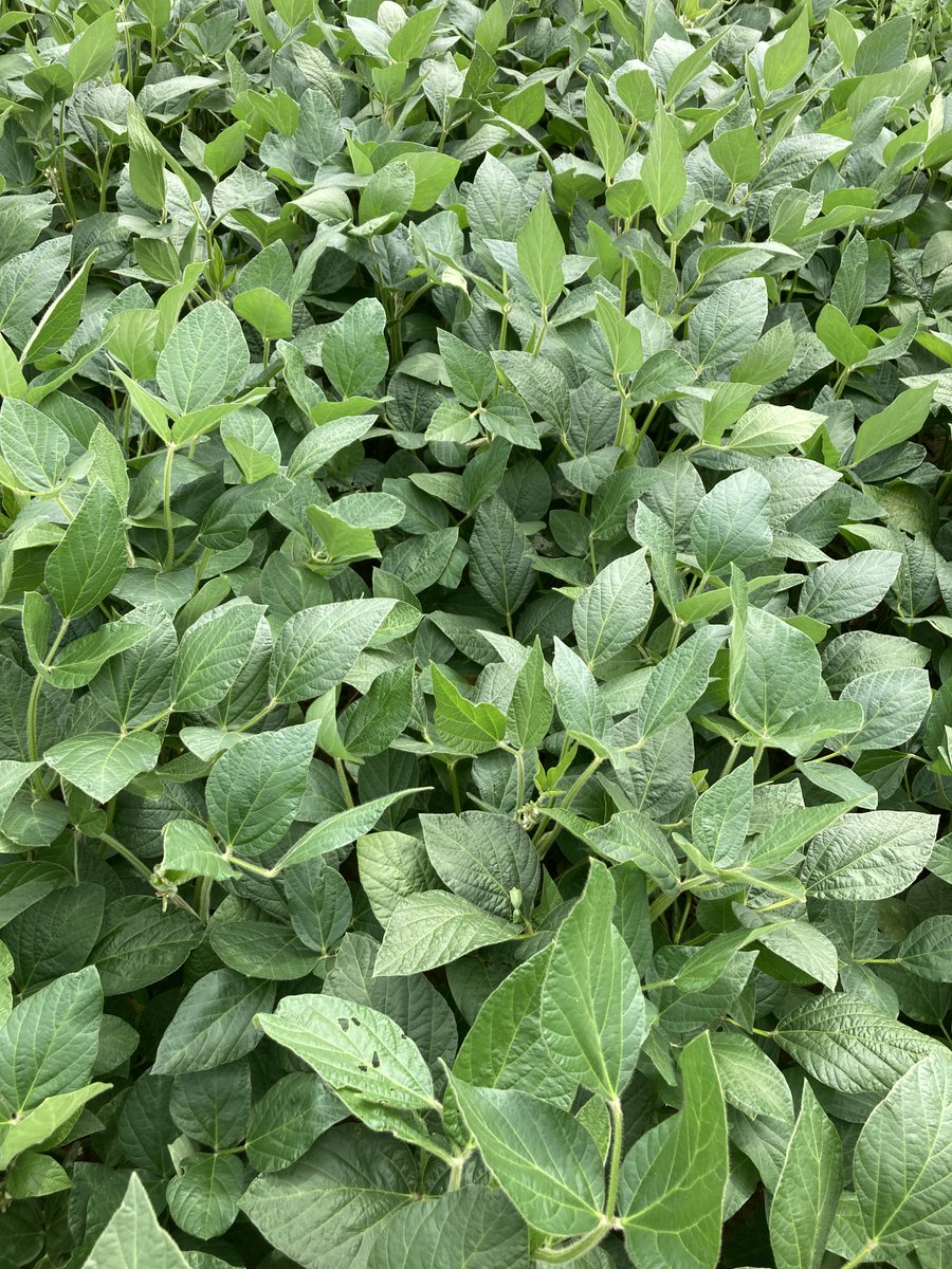 Flavien COULBAULT (@flavienclblt) on Twitter photo On prend des nouvelles de notre #PlanProtéine, #CECILIA le #soja qui continue sa floraison. Déjà un bon nombre de gousses formées !!🌱
<a href="/MASseedsfrance/">MAS Seeds France</a> <a href="/CapProteines/">Cap Protéines</a> <a href="/terresinovia/">Terres Inovia</a> <a href="/FopProducteurs/">FOP</a> <a href="/FILEG_Occitanie/">FILEG</a> #CeuxQuiFontLesSemences On prend des nouvelles de notre #PlanProtéine, #CECILIA le #soja qui continue sa floraison. Déjà un bon nombre de gousses formées !!🌱
<a href="/MASseedsfrance/">MAS Seeds France</a> <a href="/CapProteines/">Cap Protéines</a> <a href="/terresinovia/">Terres Inovia</a> <a href="/FopProducteurs/">FOP</a> <a href="/FILEG_Occitanie/">FILEG</a> #CeuxQuiFontLesSemences