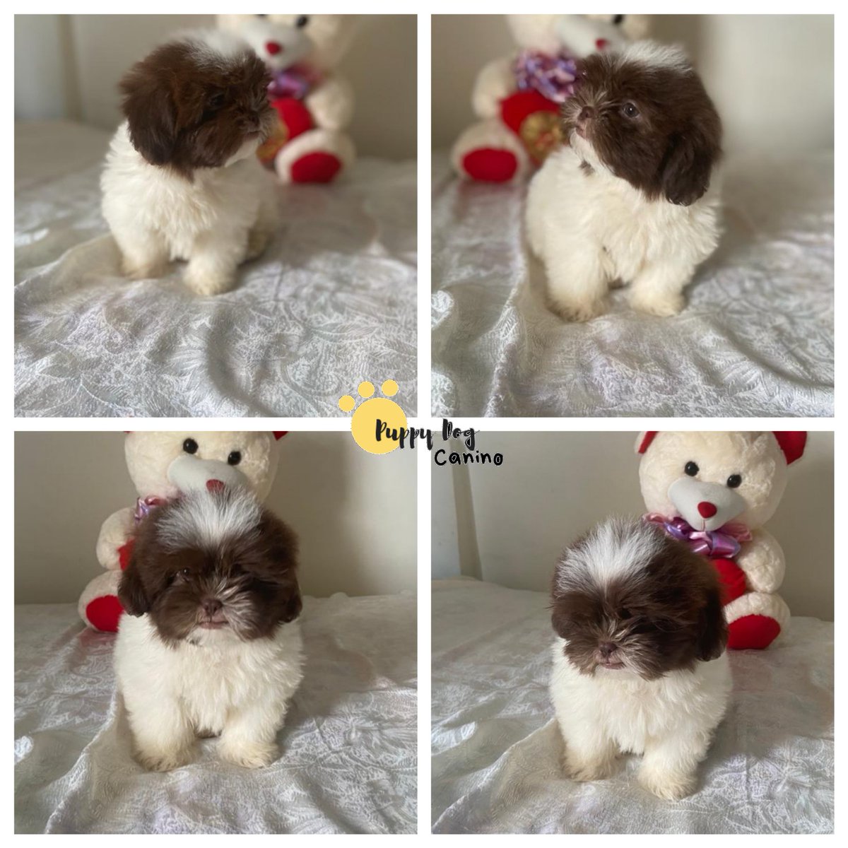 Puppy Dog (@PuppyDogCan) / Posts / X