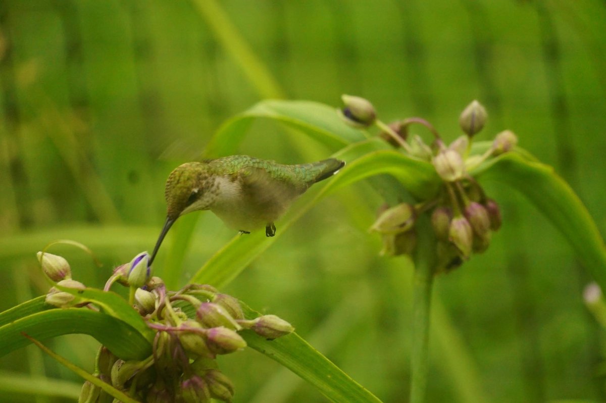 Bromebirdcare's tweet photo. Nectar feeders are great, but some flowers are too tasty to pass up!
Photo by Michael Strong, NB.
#birds #hummingbirds #birdfeeding #customercontent #flowers #flowernectar https://t.co/vssgx4Iwlh