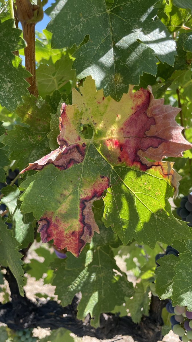 First symptoms on the artificially inoculated grape shoot with #Xylellafastidiosa in our #Piercesdisease control plot #UCDavis. @philrols, @stevenlindow, @anikakinkhabwala,@mollyarregiun, @Karinaelfar