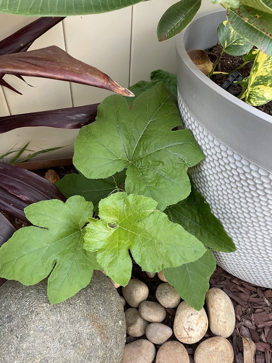 gallanthompson's tweet photo. New backyard emergents. Our dwarf Plumeria’s first bloom and unplanned vine resulting from throwing out last year’s Halloween pumpkin. https://t.co/Tk6iA7DbZH