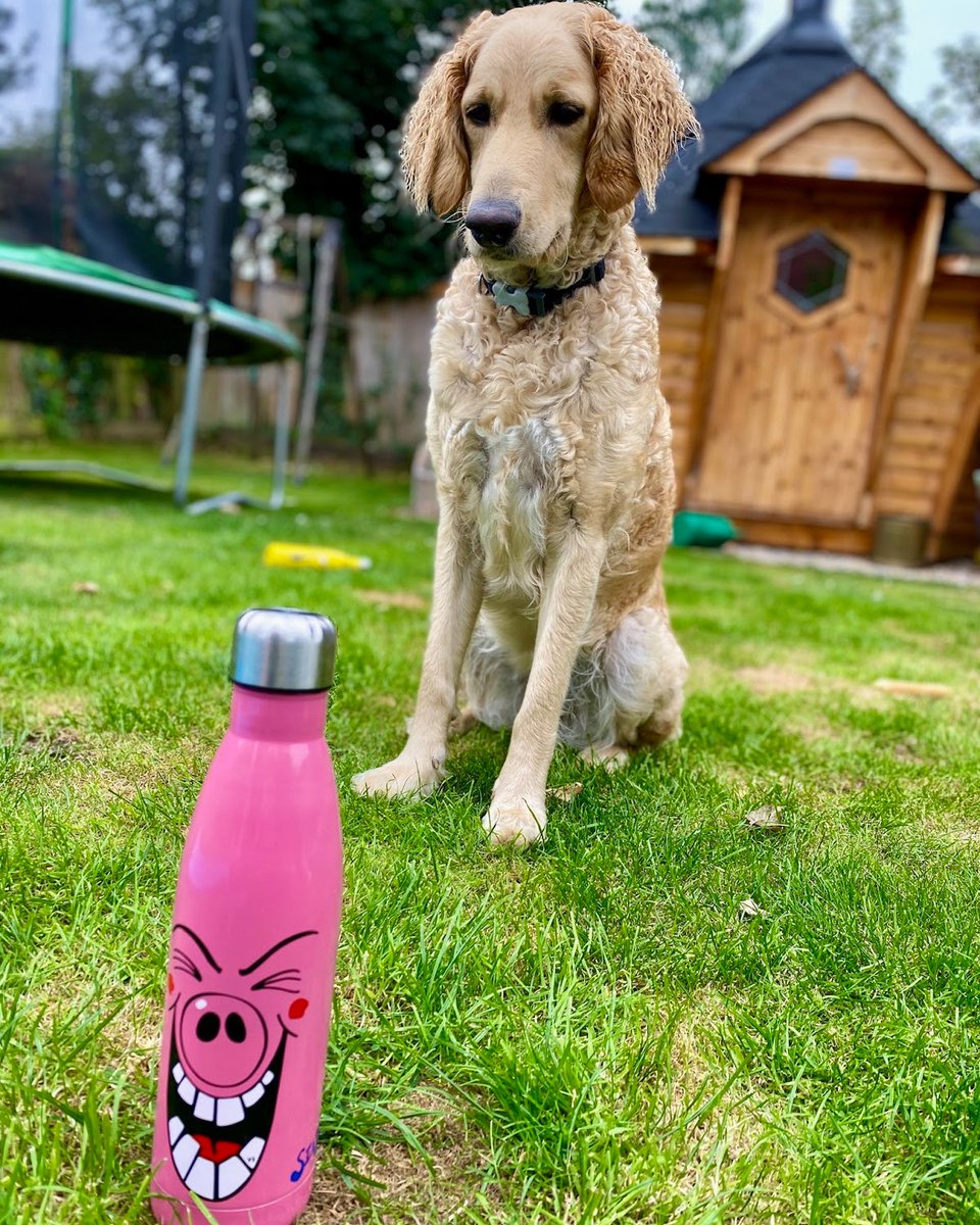 "He farted not me!"

Don't be a stinker, be a drinker!

Get a SeaPigs Bottle to keep you water cool all day while you're out and about!

Get a SeaPigs Reusable Water Bottle in 1 of 5 colours using the link below:
seapigs.co.uk/shop?category=…