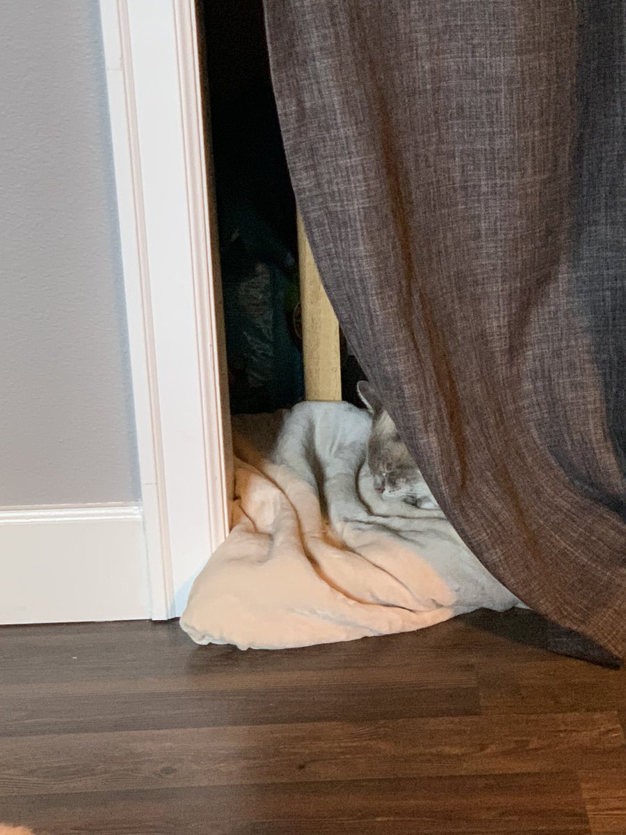 Closet cat wishes you a good Monday 💚