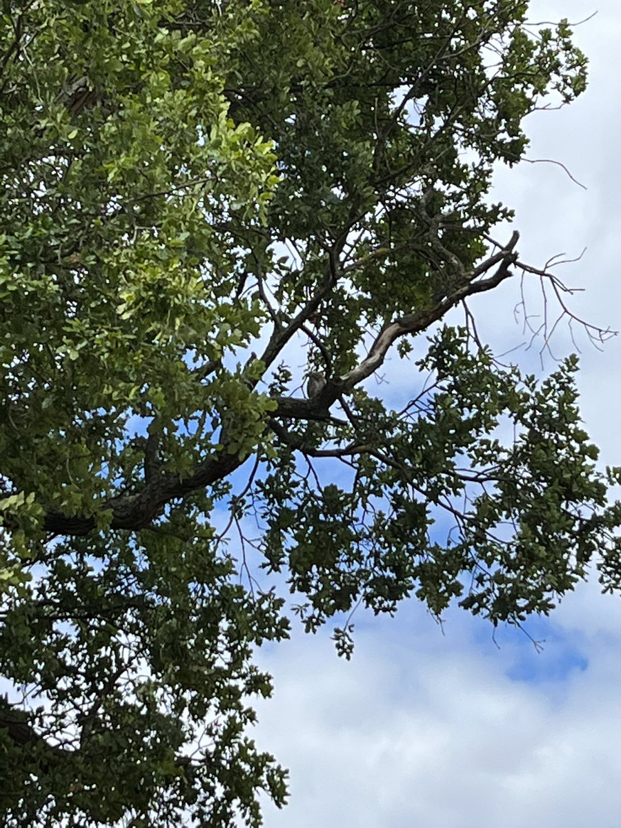 Roxeth Rec, South Harrow: Little Owl. First found just over 2 weeks ago by Michael R. My first here in nearly 12 years. It is somewhere in this pic, honest! #londonbirds