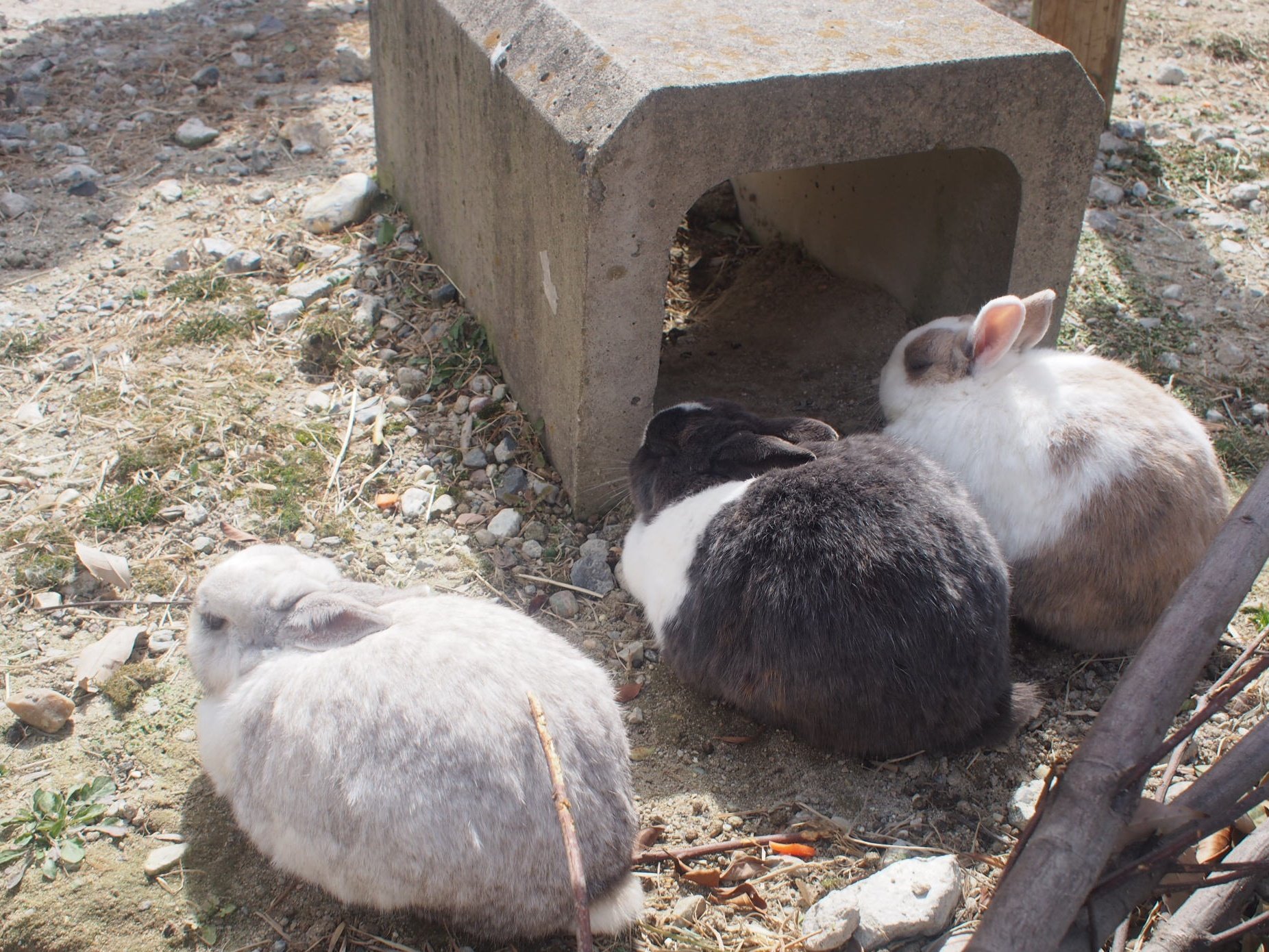تويتر Cactus على تويتر 朝目を覚ますと 布団にくるまったうさぎがいて 君 眠そうだね と話しかけると うん 眠いね と が喋る という夢でした 眠そうな顔が まるで自分を見ているかのようでした 今日はあいぼくのうさぎ よい一日を
