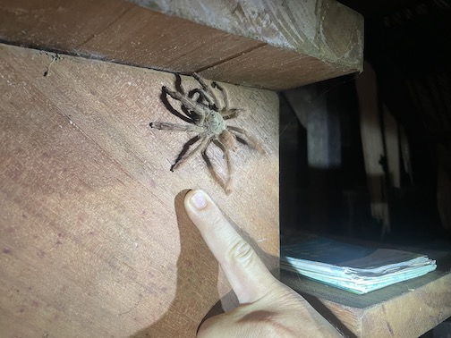 EvoPathAmazonia's tweet photo. With some interesting sites https://t.co/RO7GPtR7ak