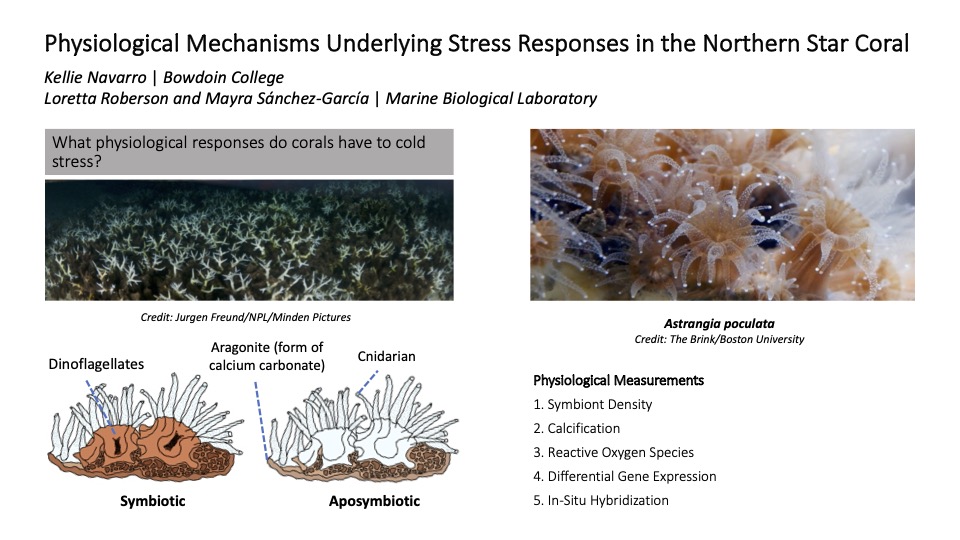 kellie_nav's tweet photo. A few weeks ago here at the @MBLScience NSF-REU Program, I presented a flash talk on my current research project in the @Roberson_Lo Lab alongside my peers. Look at my attached flash talk slide if you want to learn more! https://t.co/badJksCB8I