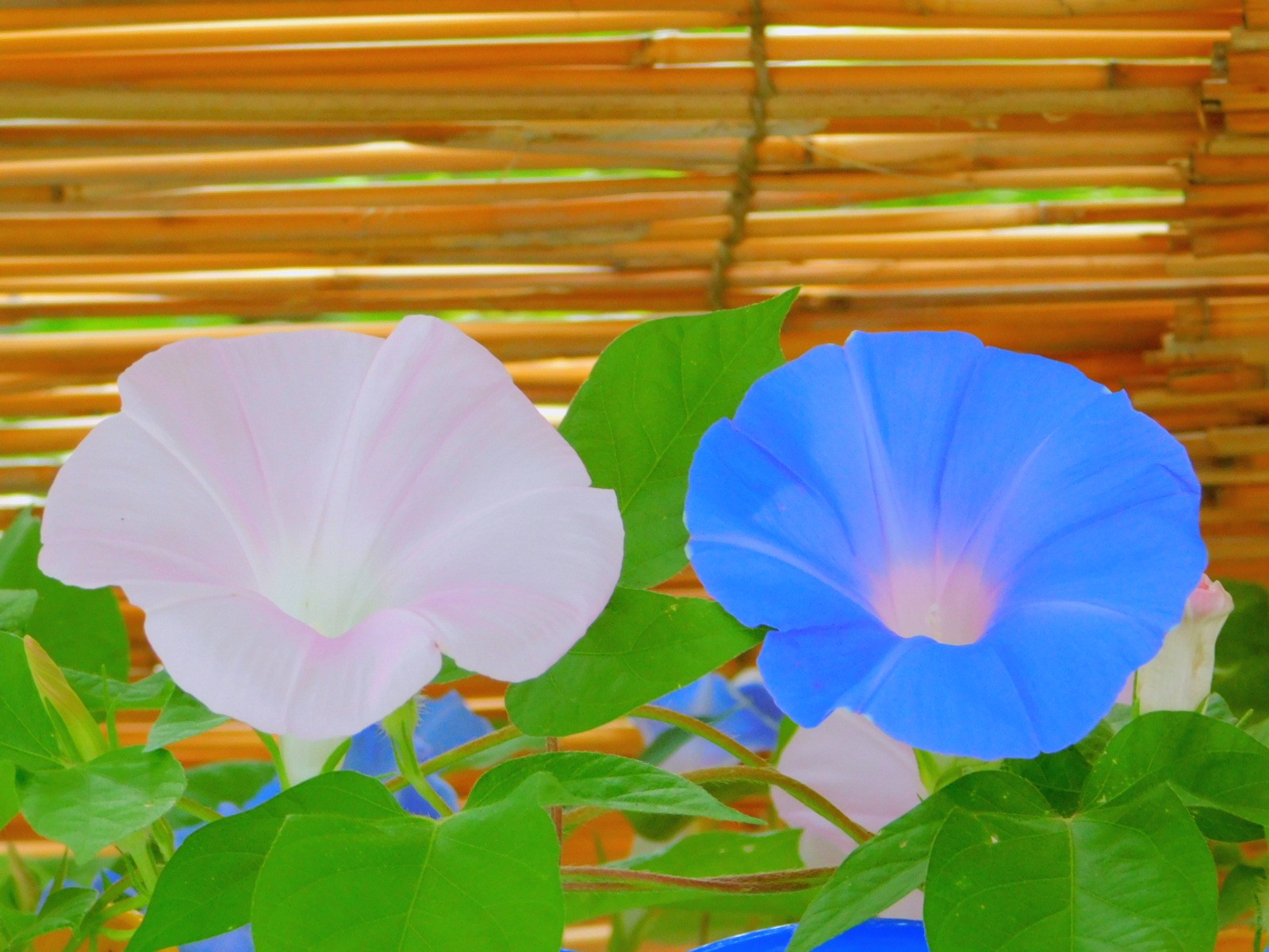 Jun Jun 朝顔 アサガオ あさがお Morningglory 花 Flower Tlを花でいっぱいにしよう 文京朝顔ほおずき市 文京区 澤蔵司稲荷 小学1年生の朝顔の花合わせ会 22 7 24撮影 T Co 3pa429p7tw Twitter