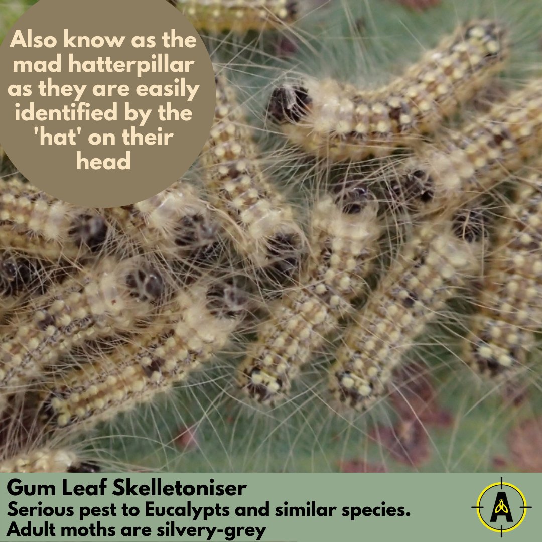 FindNz's tweet photo. It's Moth Week! https://t.co/VyTXeE6olC We have an amazing variety on moths in NZ, but did you know we have many pest moths too? Check out these ones and send us your observations of moths #findapest #mothweek https://t.co/tztbJW8Bum