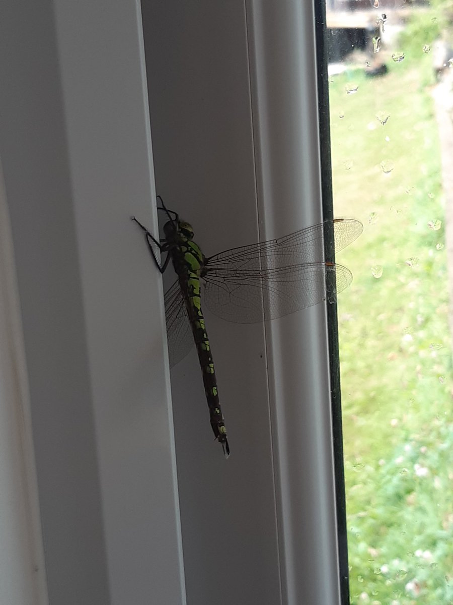 I had a new companion in my WFH office today