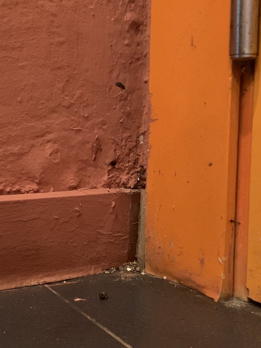 jmcabrera1976's tweet photo. @medplaya . Qué pena de instalaciones. En web publicidad solo de habitaciones reformadas pero no de las viejas y nada barato!! Que mala imagen. Arañas, mosquitos y cochinillas por todos lados, roturas y grietas. Qué decepción. https://t.co/G3OT0A5AJF