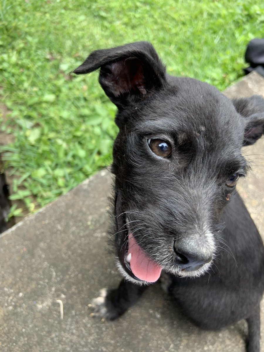 ran_vega's tweet photo. Alguna “persona” sin corazón vino a dejar a estos dos cachorritos botados por mi casa, son hermanos, un macho y una hembra, en mi casa ya tenemos dos pero por ahora los estamos cuidando, por si saben de alguien que quiera adoptar, son un amor. https://t.co/8SarY9QfeE