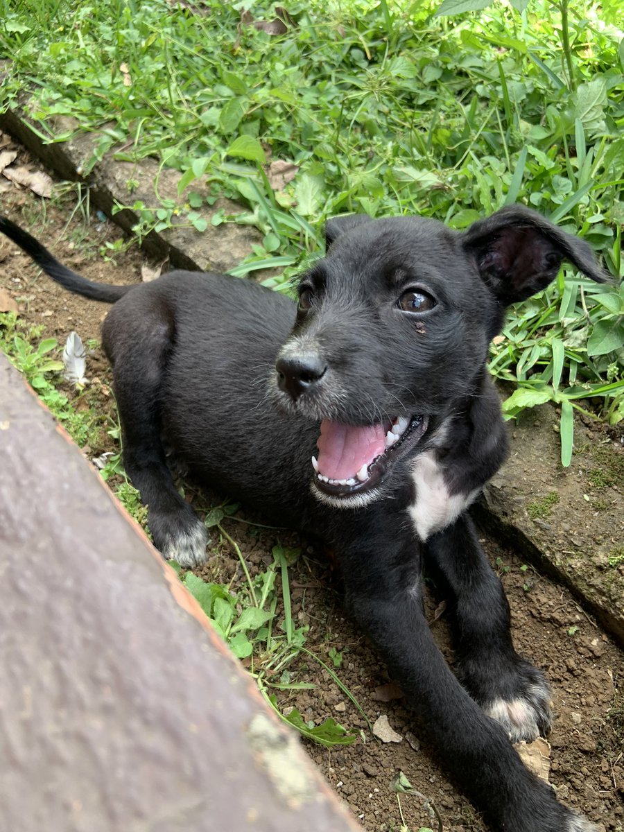 ran_vega's tweet photo. Alguna “persona” sin corazón vino a dejar a estos dos cachorritos botados por mi casa, son hermanos, un macho y una hembra, en mi casa ya tenemos dos pero por ahora los estamos cuidando, por si saben de alguien que quiera adoptar, son un amor. https://t.co/8SarY9QfeE