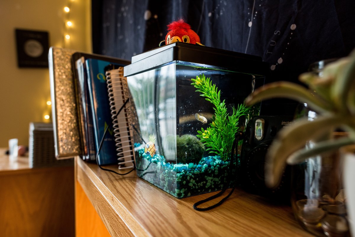 Finalizing your move-in plans for the fall? Head to our Instagram story or check your SAU email for important details from <a href="/SAUreslife/">Residence life</a>! 🏠 🐝