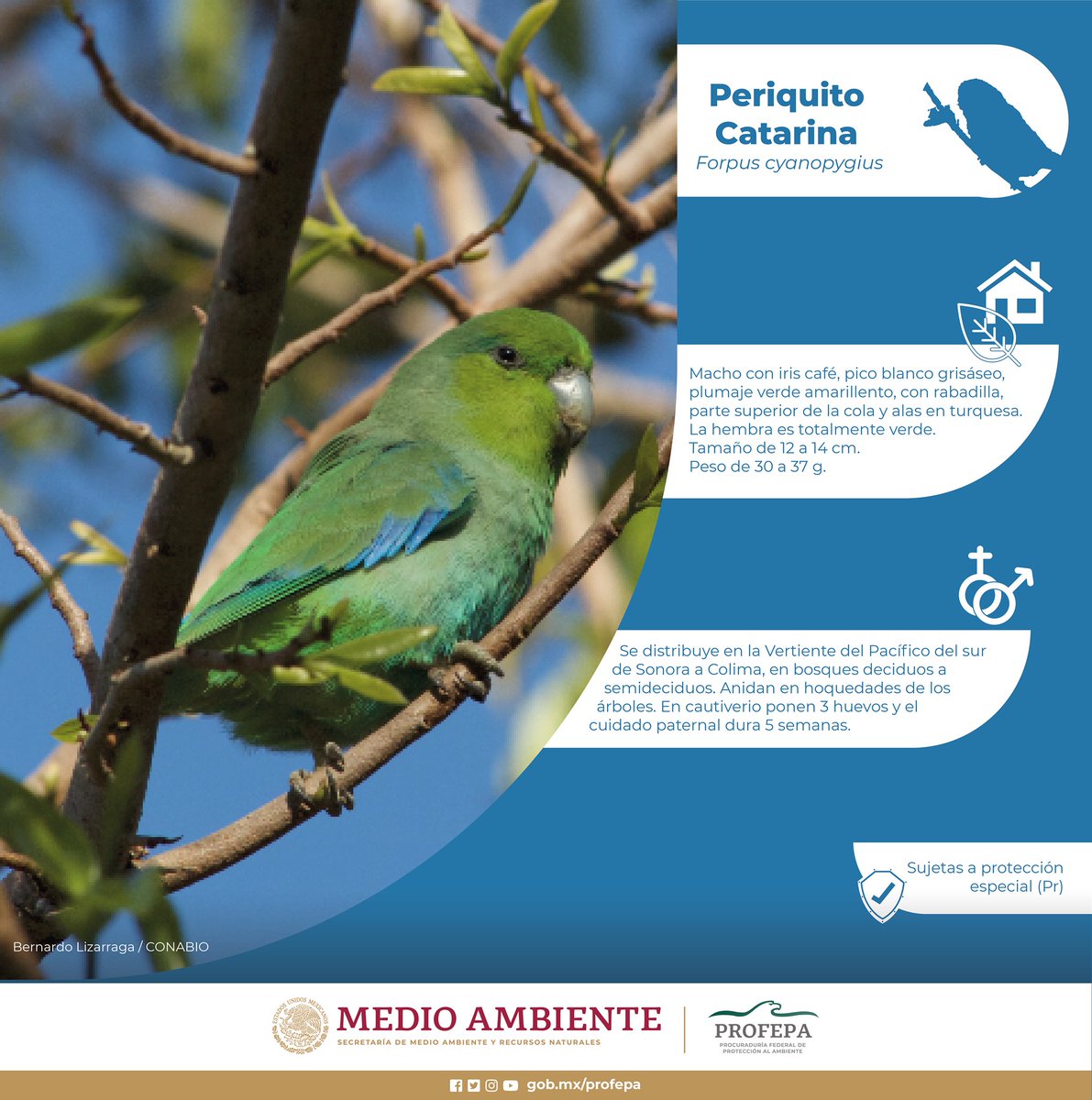 PROFEPA_Mx's tweet photo. 📌🦜 ¿Conoces al periquito catarina? 🤓
¿#Sabíasque se encuentra en la categoría Pr (Sujeta a protección) en la #Nom059 y que es una especie endémica de 🇲🇽?
¡#PorLaVidaSilvestre 🍃, conoce y comparte: únete al cuidado del medio ambiente! https://t.co/daFgWhl33Y