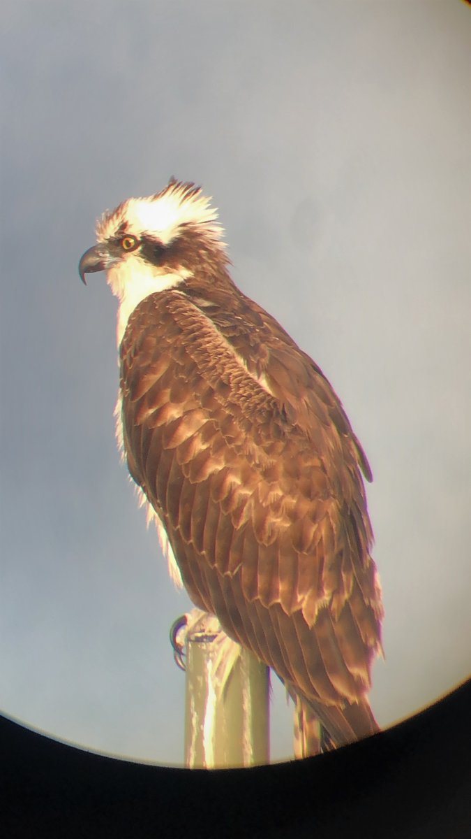 CaStateParksSD's tweet photo. Get your own #BirdsEyeView with the great bird watching in & around our #CaliforniaMPAs! Try Swami’s State Marine Conservation Area & San Elijo Lagoon Ecological Reserve where you might just spot an #Osprey like this one! #Birding #CalifMPAs #KnowYourMPA #OptOutside #DiveIntoMPAs https://t.co/SQErURDtj0