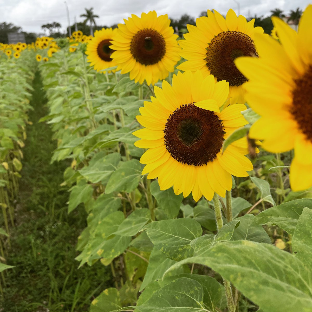 TheFieldsByTBF's tweet photo. Take a moment and imagine yourself walking through our sunflower fields. 🚶‍♂️🌻 Now back to work! 😜

#strawberryfieldsofkendall #sunflowerfield #sunflowers #farmtotable #supportlocalfarmers #sfok #buylocal https://t.co/zoYuciCw2H