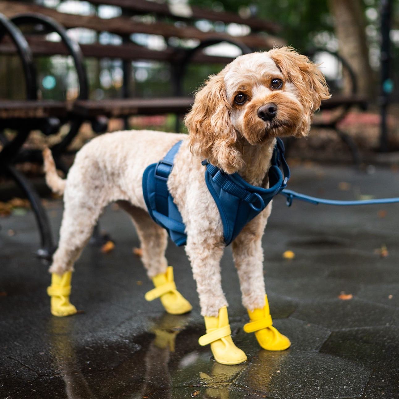 Should Your Dog Wear Boots