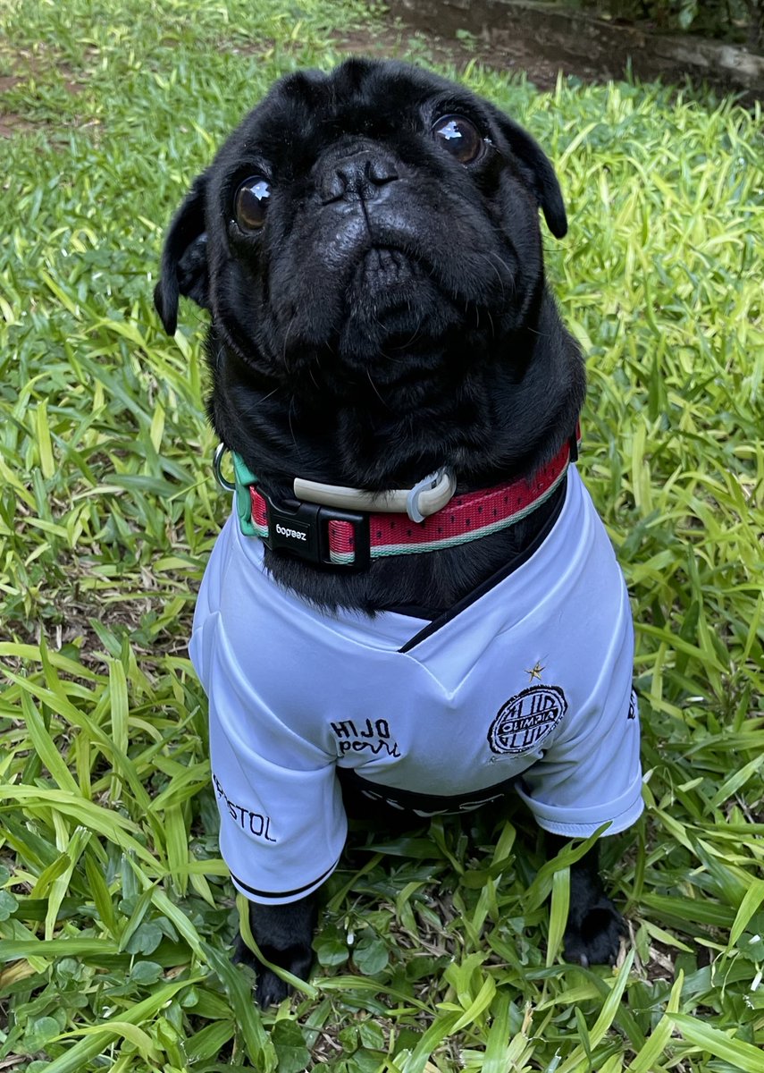 Esta carita les tiene que convencer @hydrateco 🤍🖤🤍
#HydrateOlimpia120 #ConservamosLaGloria
@PasionPilsen #Olimpia120 @elClubOlimpia