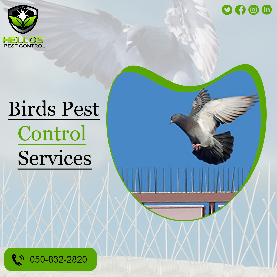 Are you fed up with birds pest?
Make a call with us!! We will provide you with the best bird pest control services.
Call📱 +971 50 832 2820
Visit: hellospest.com

#birdscontrol #birdpestcontrol #pigeon #dxb #pestcontrol #dubaipestcontrol #cockroach #bugs #rodents #Dubai