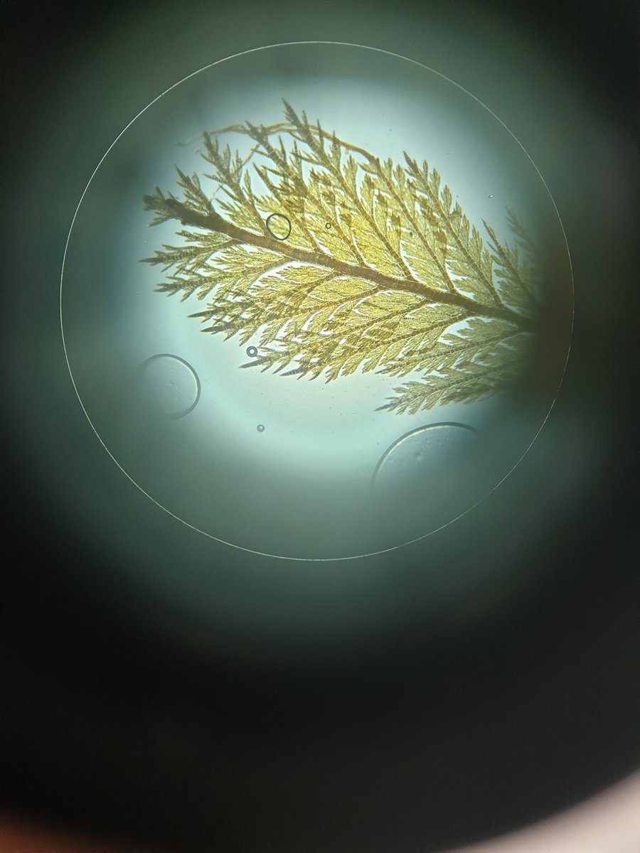 Cat Wilding (@cat_wilding) on Twitter photo Finished processing and ID of seaweed species from Plymouth kelp forests for <a href="/GalobartC/">Cristina Galobart</a> PhD! Finished processing and ID of seaweed species from Plymouth kelp forests for <a href="/GalobartC/">Cristina Galobart</a> PhD!