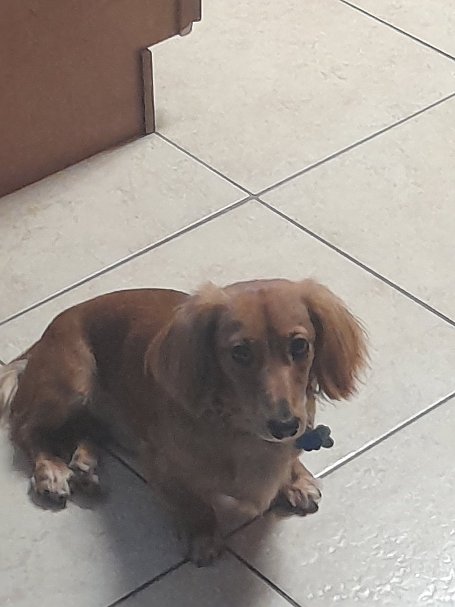 SM0K3B0MB's tweet photo. Dog https://t.co/bM4349c0z5
