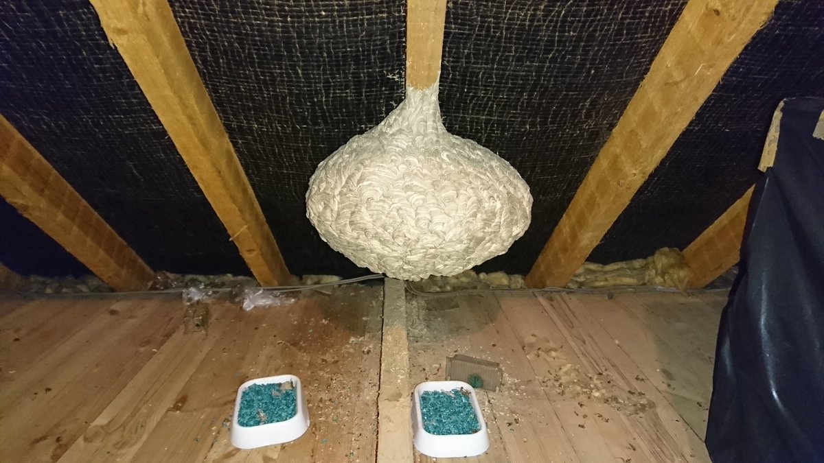 ChelmsfordPest's tweet photo. @RatPakEng https://t.co/9TGD9NttIM