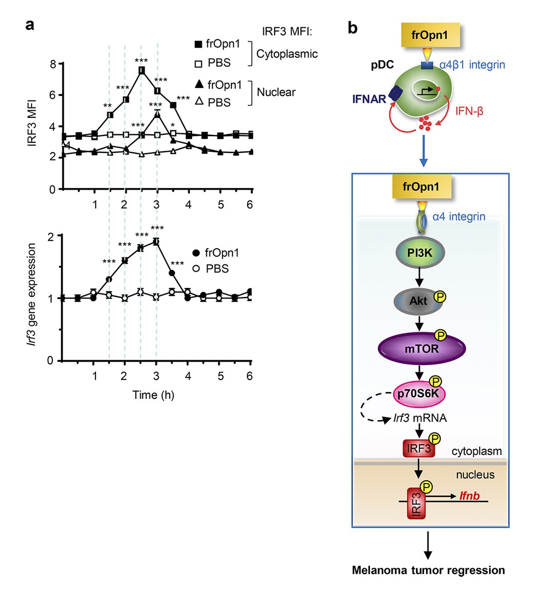 Journal of Cell Biology (@jcellbiol) on Twitter photo Osteopontin-integrin axis protects from #melanoma. A new study from Simoes, Paschalidis, Kourepini and Panoutsakopoulou <a href="/BRFAA_IIBEAA/">Biomedical Research Foundation Academy of Athens</a>: bit.ly/3ou7UDq
#Disease #Immunology #CellSignaling #integrins Osteopontin-integrin axis protects from #melanoma. A new study from Simoes, Paschalidis, Kourepini and Panoutsakopoulou <a href="/BRFAA_IIBEAA/">Biomedical Research Foundation Academy of Athens</a>: bit.ly/3ou7UDq
#Disease #Immunology #CellSignaling #integrins