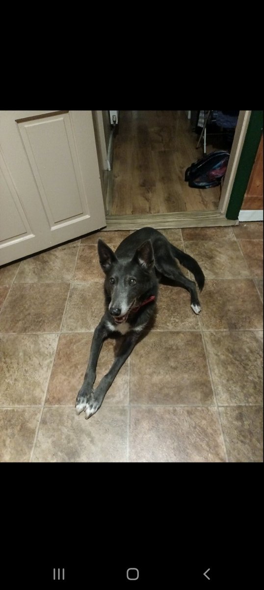 prettysoullllll's tweet photo. #NotJustADog Said our goodbyes to our galaxy eyed fluffy little wolf pup only on Friday, burst into tears when I seen this article https://t.co/uUBaQB7N1z