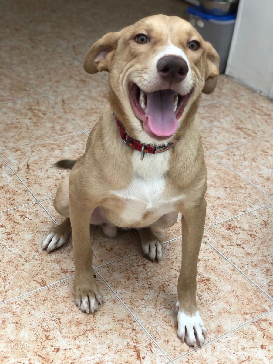 #Junior está buscando un hogar responsable, tiene 1 año y es de tamaño grande, le encanta jugar, es amoroso y desea compartir su vida con una familia que lo ame y lo cuide 👪 Si te interesa llena el formulario de adopción 👉forms.gle/RpoannAMDZG4e7… #adopcion #AdopcionResponsable