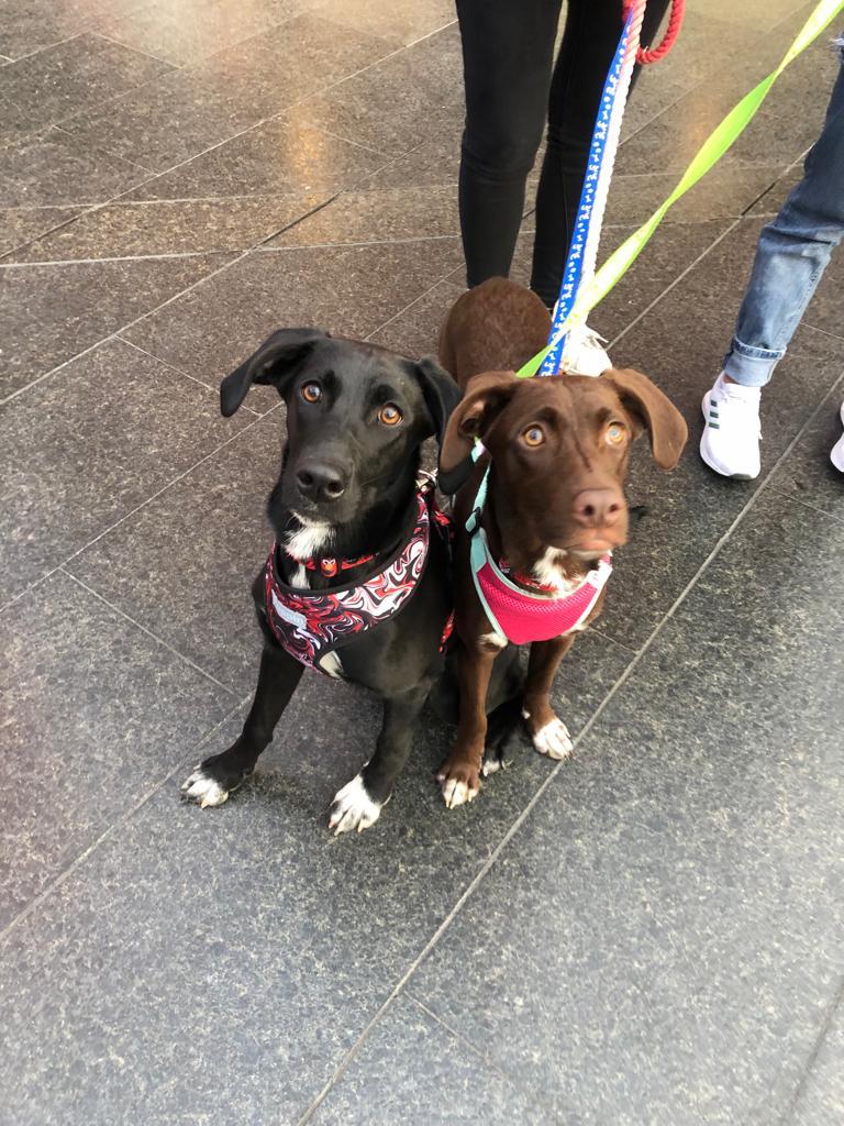 #nala y #polet están en adopción responsable, ambas tienen 6 meses, son de tamaño mediano, son juiciosa, juguetonas y serán el amor de tu vida❤️, solo debes de llenar su formulario de adopción 👉forms.gle/RpoannAMDZG4e7… #AdopcionResponsable #adopcionperros