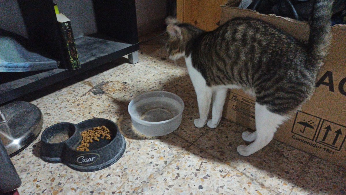 MercMayne's tweet photo. Molt preocupada per ella! La Raven des d'ahir a la nit q no torna, estic intentant q no visiti els veïns i he posat impediments i pateixo per on haurà marxat. Si sou de #Vilafant de la zona del parc de les Mèlies retuit plis! A veure si la trobem! https://t.co/AeyUjd9O0I