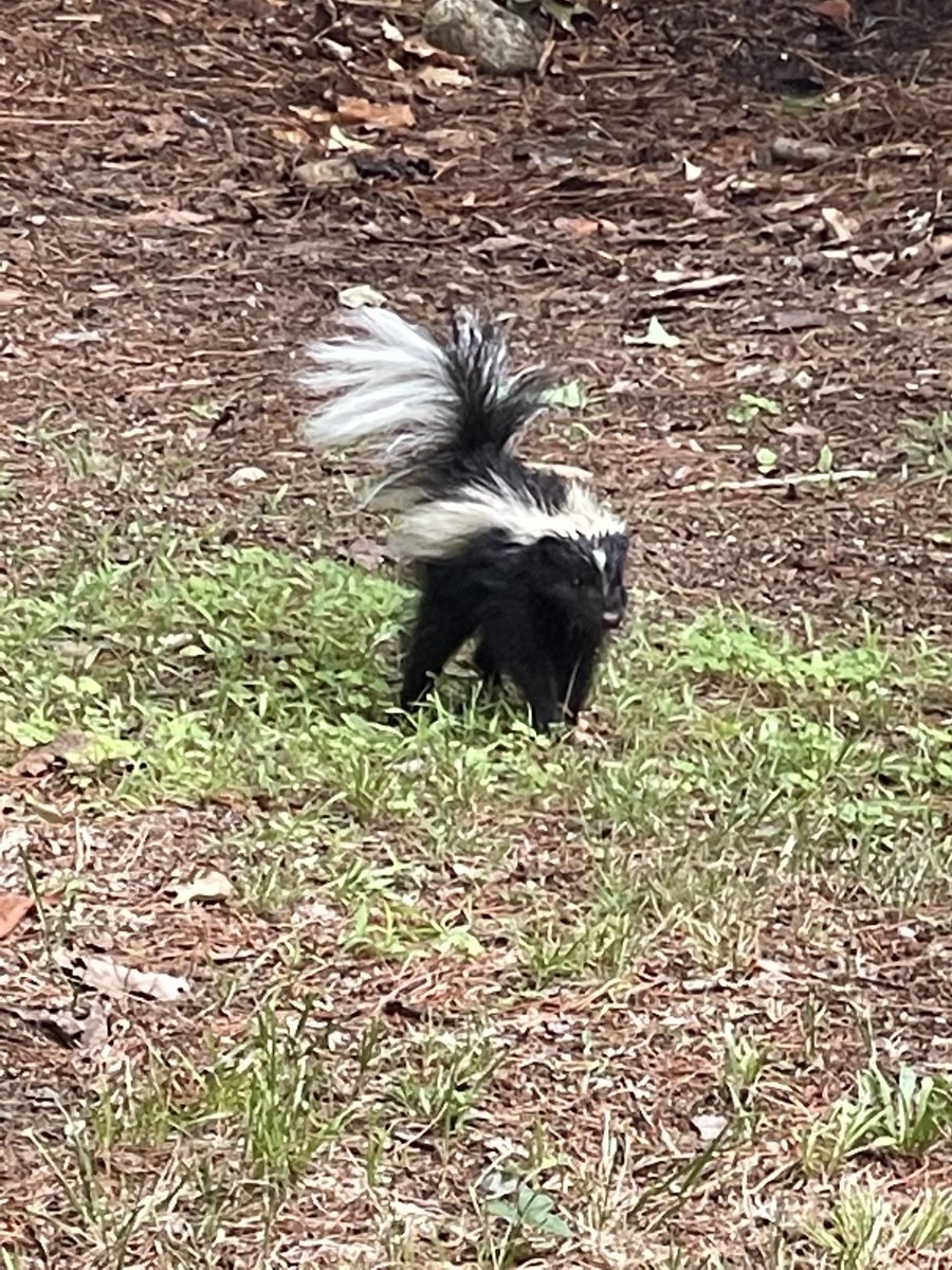 Have never run into a baby skunk in the wild before… All creatures great and small… 🦨 🦨🦨🦨🦨🦨🦨🦨