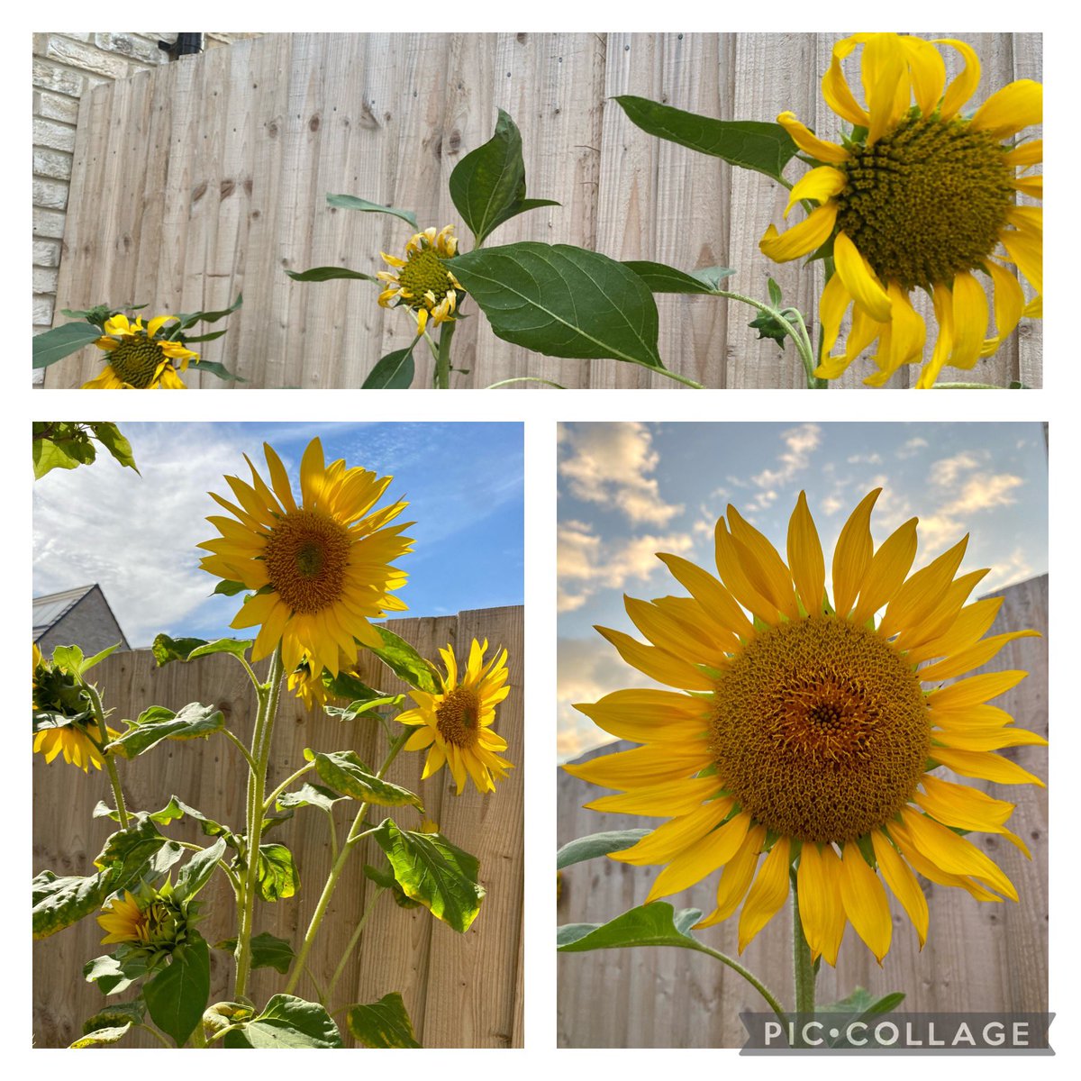 Never tire of my sunflowers 🌻 #SunflowerChallenge2022 #bees #newbuildgardens #7headedsunflower    #summertime