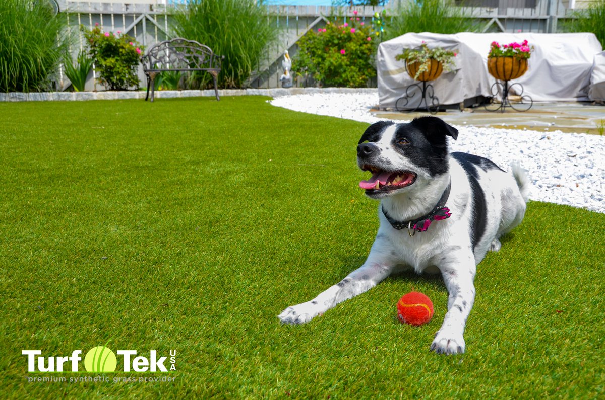 turftekusa's tweet photo. Synthetic lawns are the perfect option for pet owners. Our turf installations are faster draining, cleaner, and safer than a conventional grass lawn. 

No mud, no pesticides, no bare spots on your lawn! 

Learn more at https://t.co/WWwbEGEeTw

#TurfTekUSA #Turf #SyntheticLawn https://t.co/vu3mprXf3q
