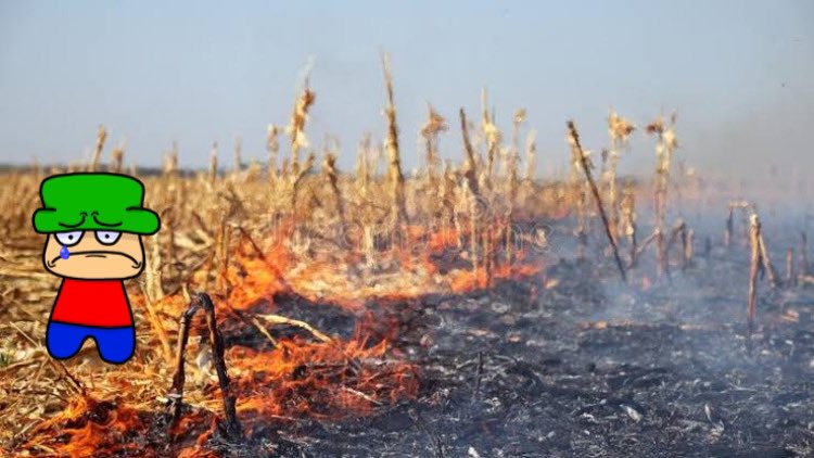 marcinhonanet's tweet image. ALGUM FILHA DA PUTA QUEIMOU A MINHA PLANTAÇÃO DE MILHO