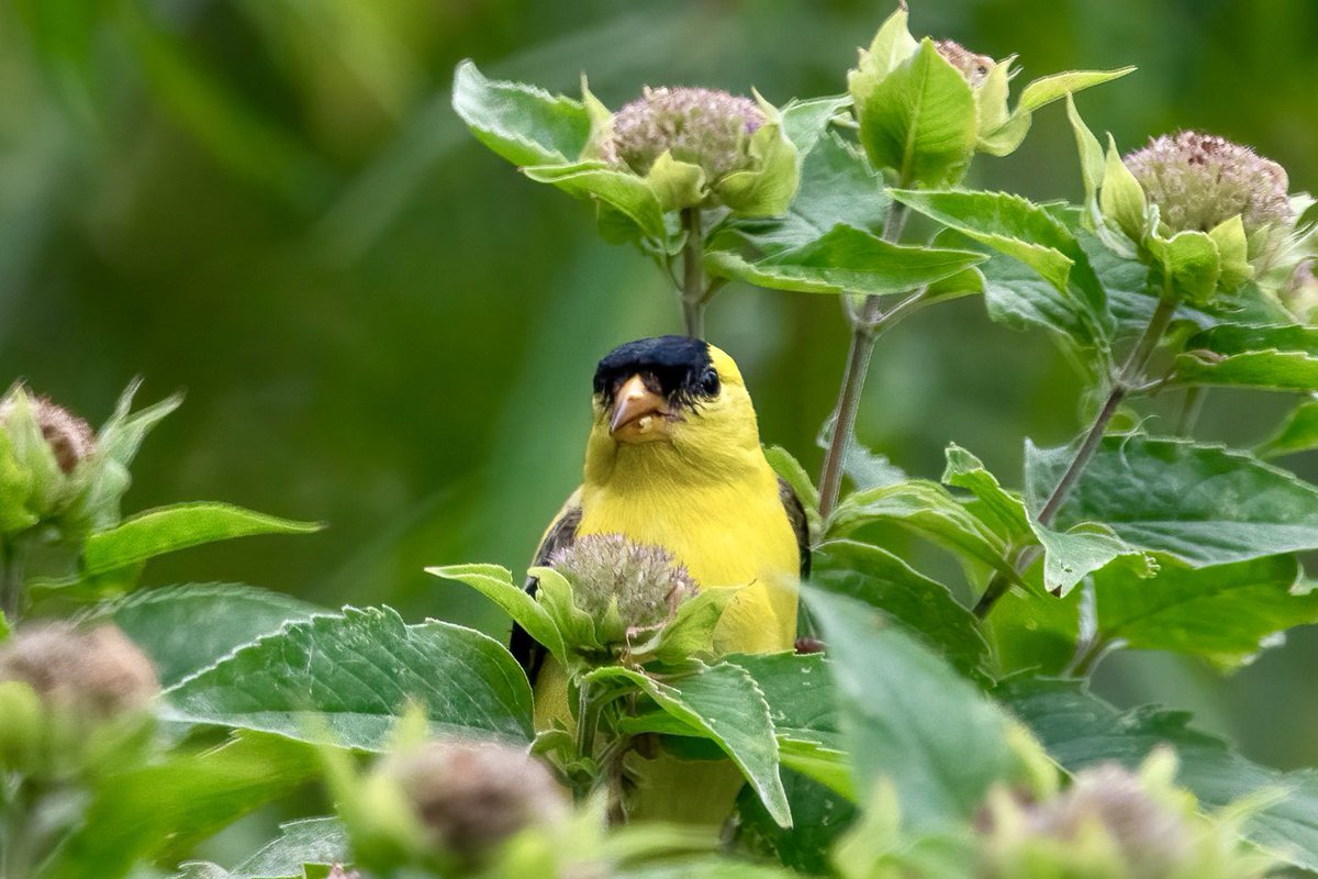 themeowking's tweet photo. July in a local urban park might be slower, bird-wise, but try on a gleaming American Goldfinch in beebalm, complete with bee, and try and complain #rekognize #birding https://t.co/Wju0oQUGZj