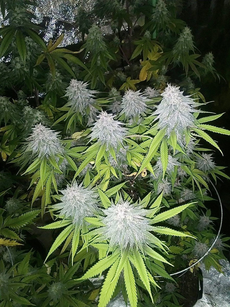 DCSeedExchange's tweet photo. #technicalcultivatorgenetics #Pulani F1 (#Putang (@mmspupil High Times Cup Cut) x #AlaniSkunk), if you like gorgeous purple flowers and tasty, potent, insane, very unique buds, then this is your strain!📲💳📦🌰🌱🌳❄️🔥💨🤩🇺🇸#dcseedexchange #seedbank #mmjseeds #cannabisseeds https://t.co/HDExAGEFDM