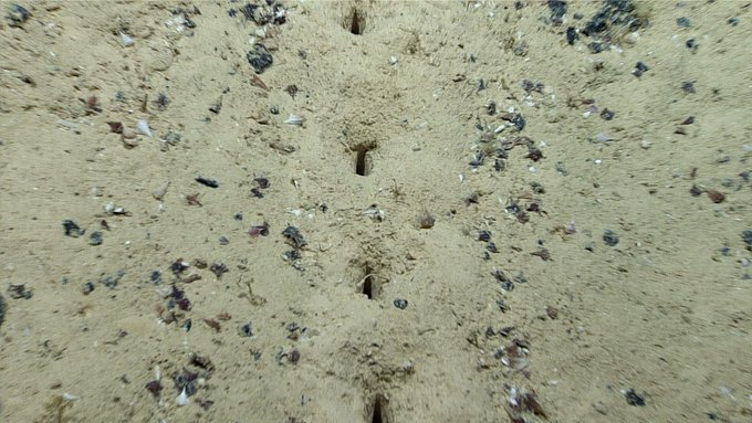 Small holes in a line on a tan seafloor