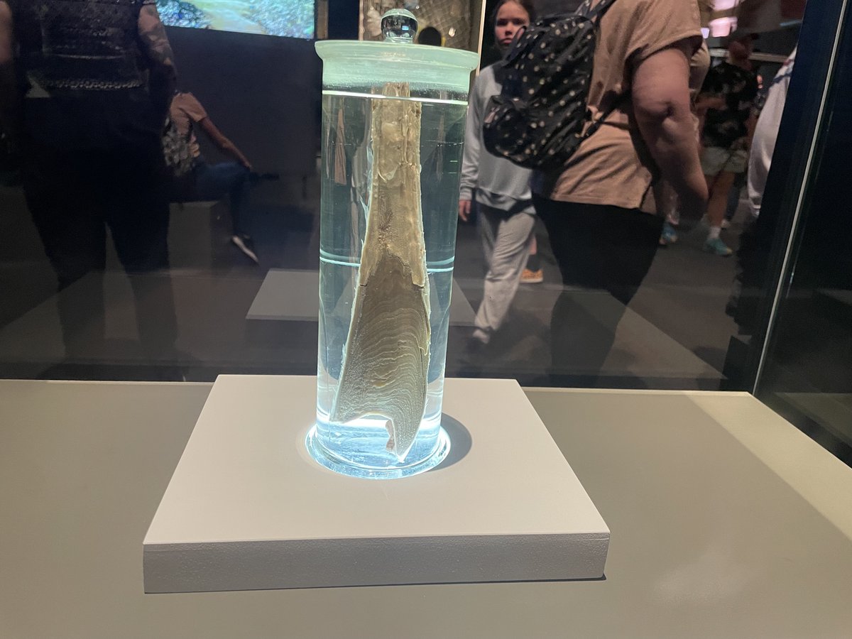 helenczerski's tweet image. This is a whale earplug (earwax) from a fin whale, on display at the @NHM_London  It holds an archive: the life history of the whale. I spent a fascinating hour today in their basement, learning about the ocean stories earwax tells. The lesson: never underestimate earwax.