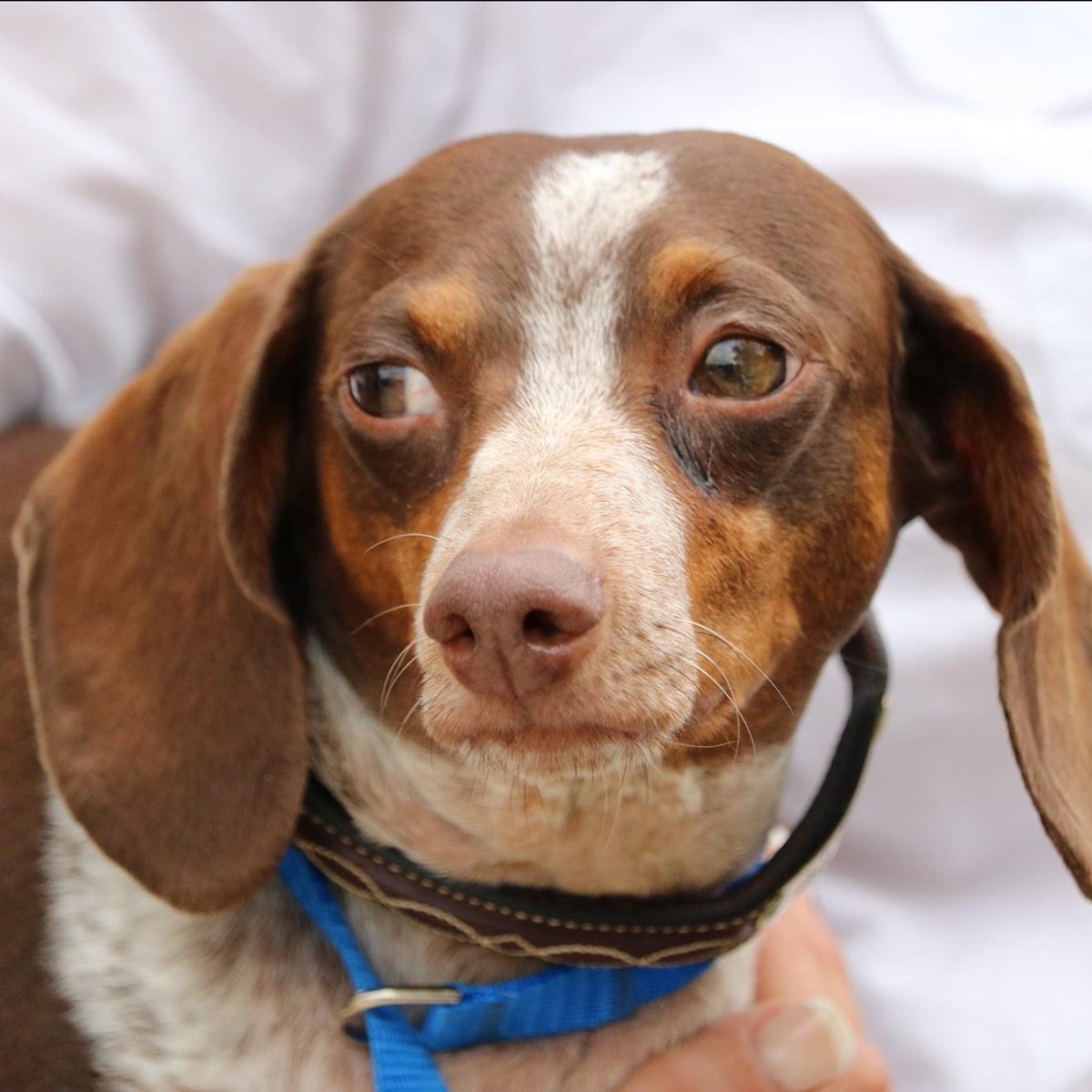 Help Perfecta Farm Support The Midwest Dachshund Rescue - mailchi.mp/m4eq/gear-up-f…