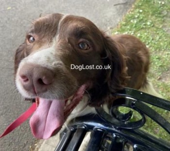 MissingPetsGB's tweet image. 🐕 PRINCE Missing from Monmouth Street, Perthcelyn, Mountain Ash #Wales #CF45 sincw Monday 18 July 2022 at 3:20pm
Last Seen on Llanwonno mountain AKA Jampot Mountain

EXTREMELY NERVOUS * PLS DON'T SHOUT OR CHASE 
doglost.co.uk/dog-blog.php?d…