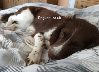 MissingPetsGB's tweet image. 🐕 PRINCE Missing from Monmouth Street, Perthcelyn, Mountain Ash #Wales #CF45 sincw Monday 18 July 2022 at 3:20pm
Last Seen on Llanwonno mountain AKA Jampot Mountain

EXTREMELY NERVOUS * PLS DON'T SHOUT OR CHASE 
doglost.co.uk/dog-blog.php?d…