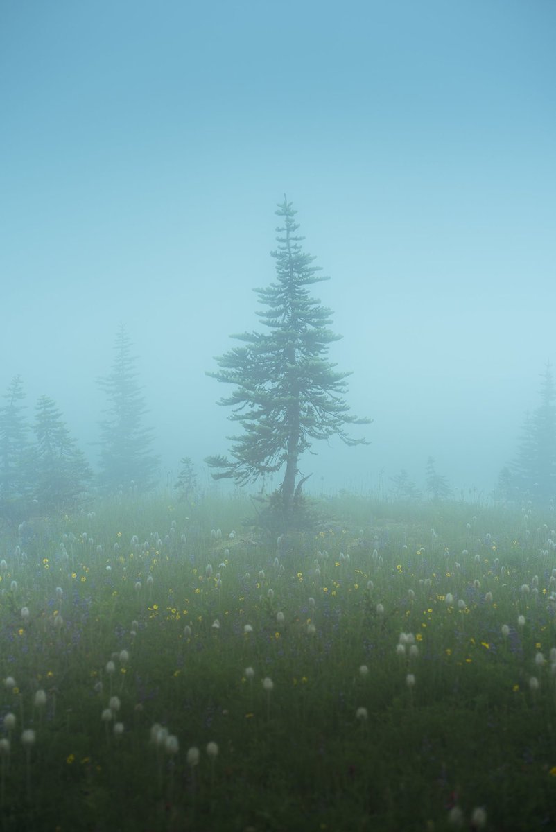 awayiflew's tweet photo. Moments in the fog https://t.co/jPRK0yPRRe