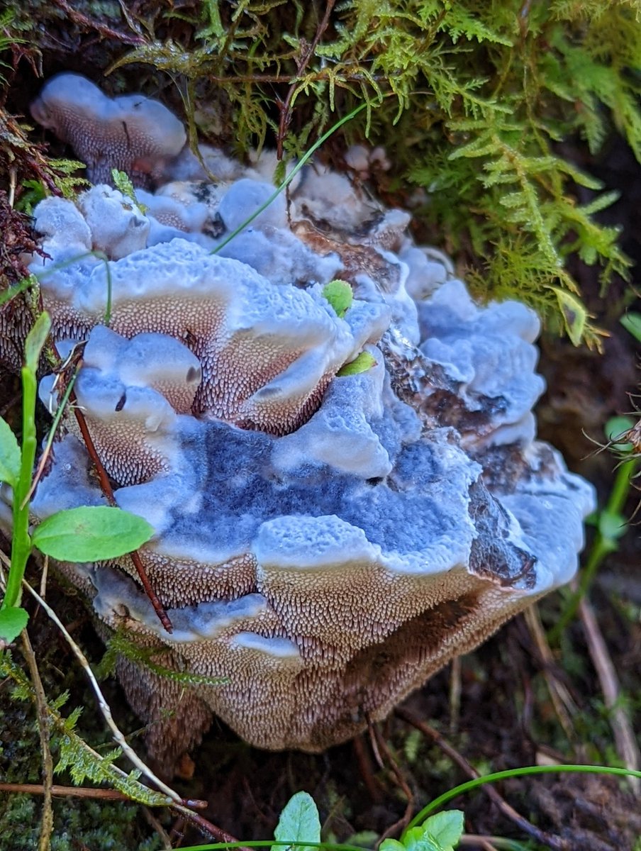 MothMighty's tweet photo. Excuse the crazy hair!!! But wow, just wow!!! I think I found Hydnellum caeruleum Blue Tooth Fungi today in Fearnoch Forest Argyll Scotland!!! It was so beautiful! Not sure if it's been recorded there before! #fungi @Love_plants @PlantlifeScot @ChrisGPackham @BSBIscience https://t.co/kkaQA2BdPA