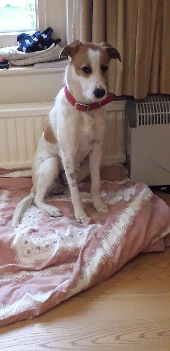 #Ozzy is missing. Escaped from WR6 when a gate was left open on the farm. New to area. Please help to find him. #lostdog #dogsSAR #lostpets #RSPCA #WORCESTERSHIRE #malvernhills #youngfarmer