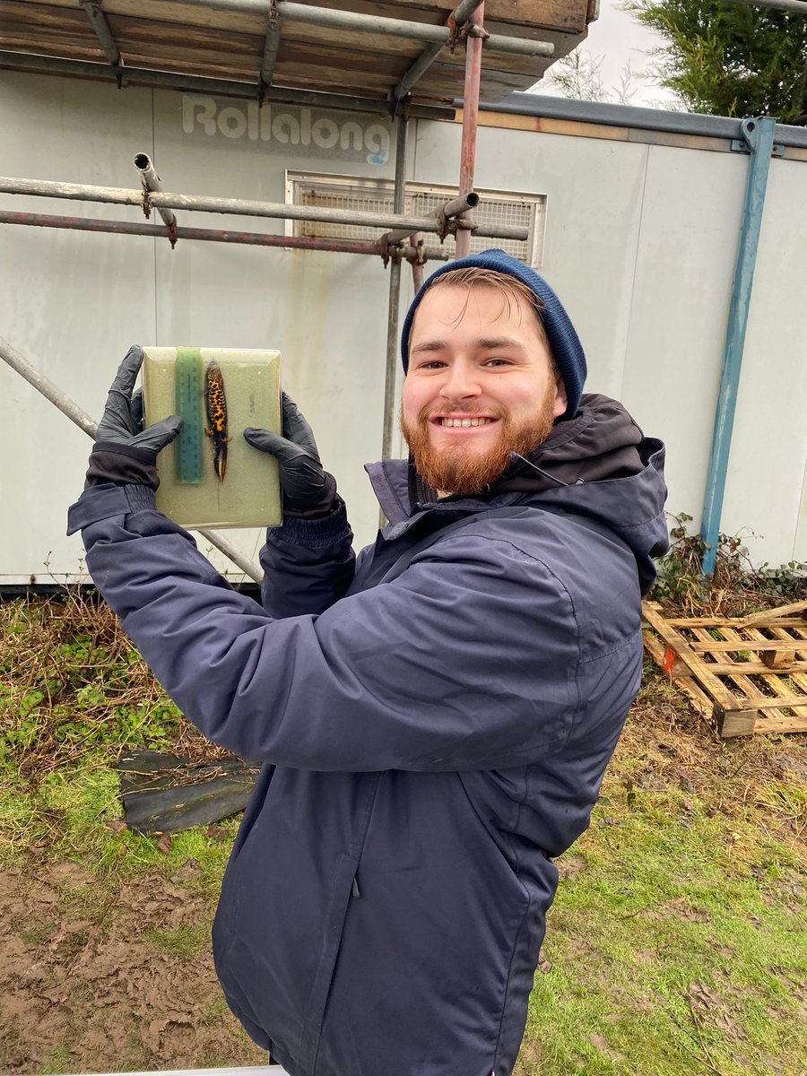 1/6 Hello everyone! My name is Thomas Fry and I am a Conservation Biology MSc student at DICE. Today, I will be presenting my research on the population ecology of the great crested newt (Triturus cristatus) found on the University of Kent campus for #DICECON22 #SpsMon2.