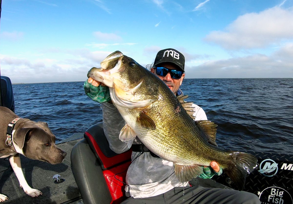 8+lbs #MondayMonster from <a href="/mikeybalzz/">mikeybalzzfishing</a>