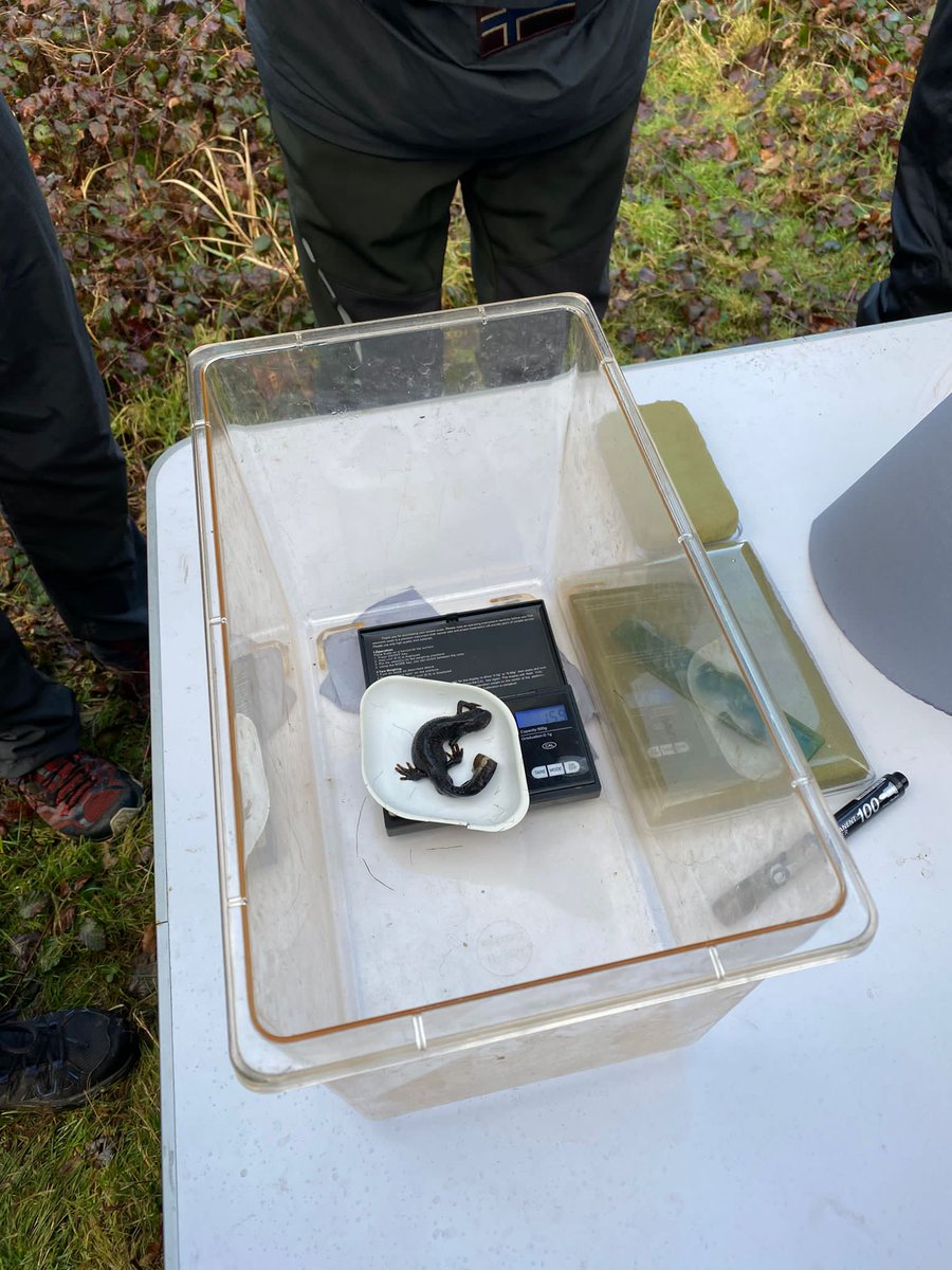 3/6 Using ethical trapping methods, each great crested newt' is weighed, measured, and photographed for identification. This has provided a novel data log of individuals who have all been named and can be recognised via their belly patterns. #DICECON22 #SpsMon2