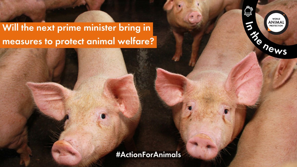 .@rishisunak and @trussliz, along with our supporters we’d like to know what measures you will bring in to protect animal welfare? #BBCDebate #ActionForAnimals